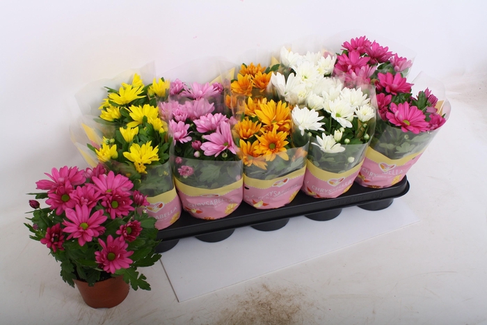 <h4>CHRYS GEM 5 KL</h4>