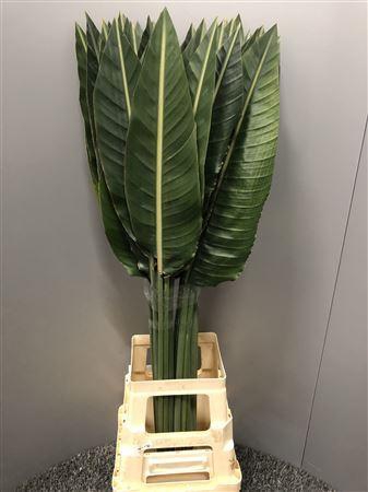 <h4>Strelit Blad</h4>