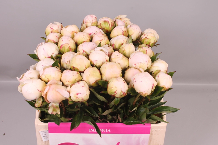<h4>Paeonia Mothers Choice | Heavy Quality</h4>