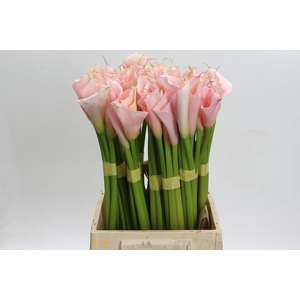 Zantedeschia Eydolls Pink