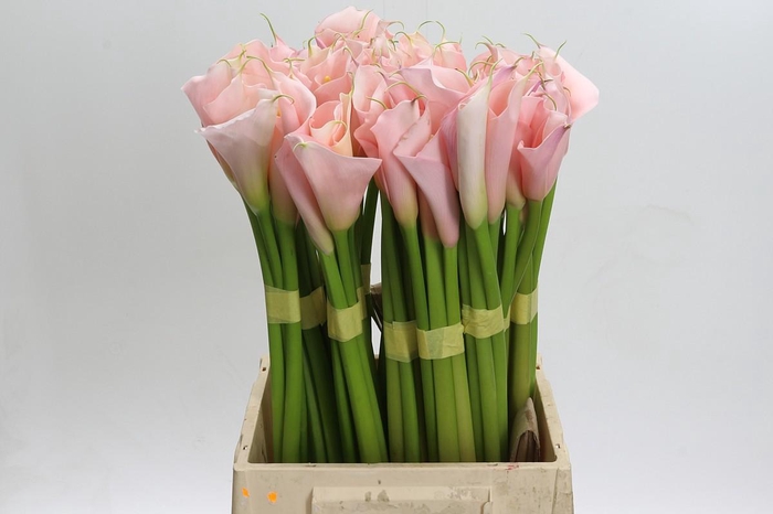 Zantedeschia Eydolls Pink