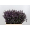 Lim Safora Dark Blue