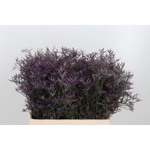 Lim Saf Dark Blue 60 20