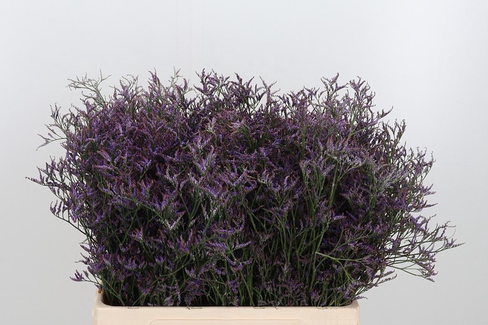 Limonium Safora Dark Blue