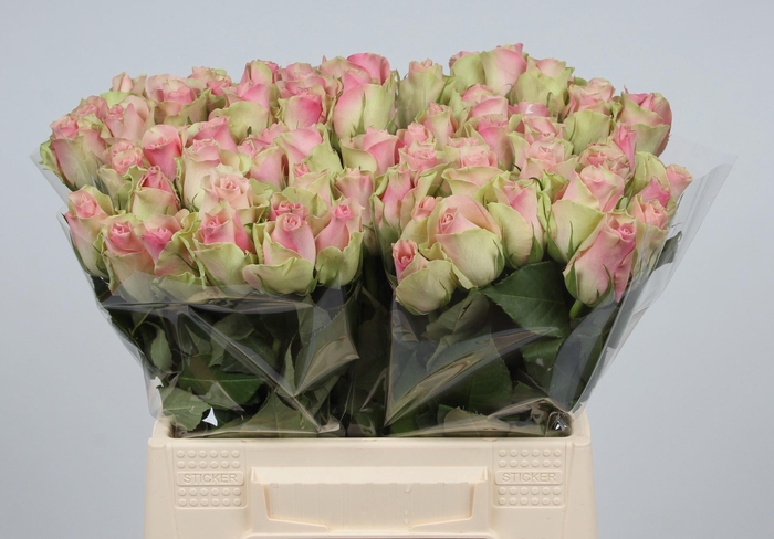 <h4>R GR BELLE ROSE</h4>