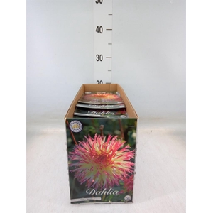 Dahlia   ...flowerbulbs