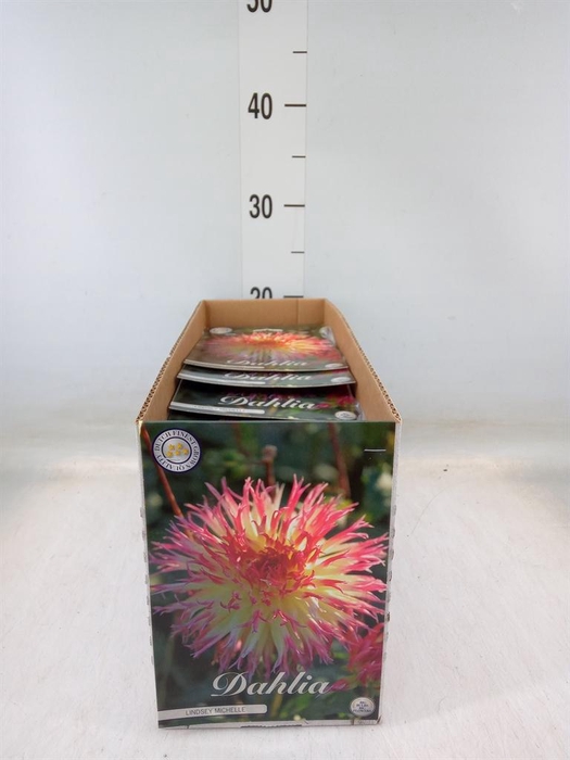 <h4>Dahlia   ...flowerbulbs</h4>