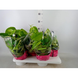 Epipremnum pinn.   HG