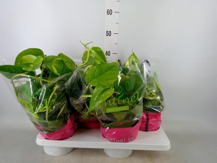 <h4>Epipremnum pinn.   HG</h4>