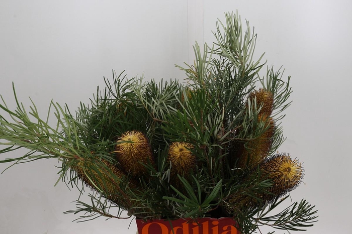 <h4>Banksia Spinulosa</h4>