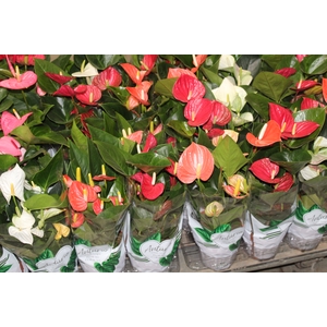 ANTHURIUM VARIADO P15