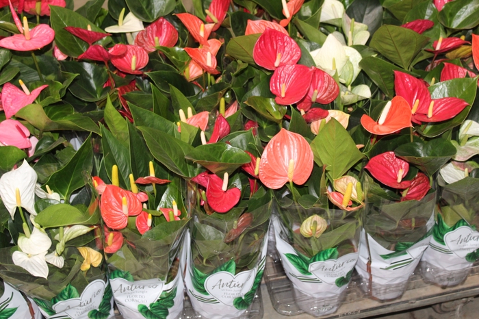 <h4>ANTHURIUM VARIADO P15</h4>
