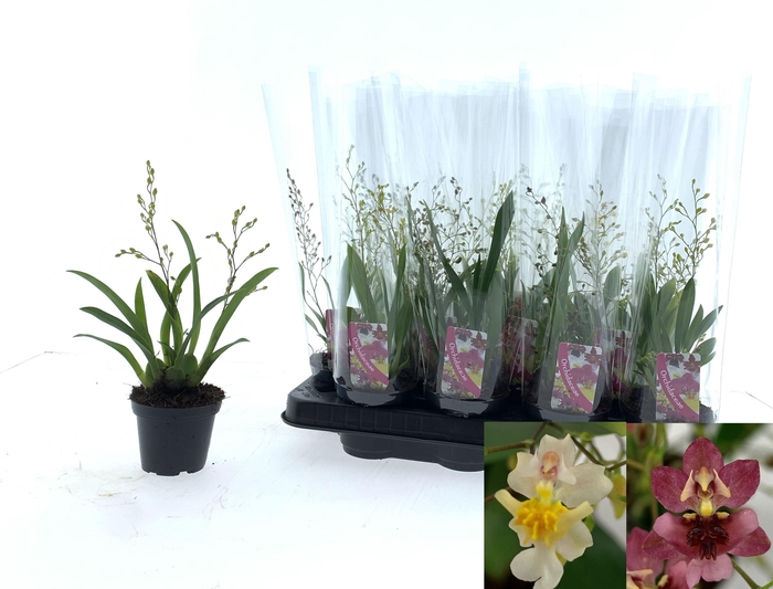 <h4>ONCIDIUM OV</h4>