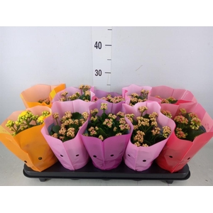 Kalanchoe blos. 'Perfecta'  ..mix 5