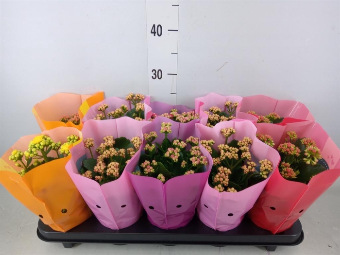 <h4>Kalanchoe blos. 'Perfecta'  ..mix 5</h4>