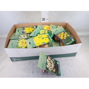 Narcissus   ...flowerbulbs