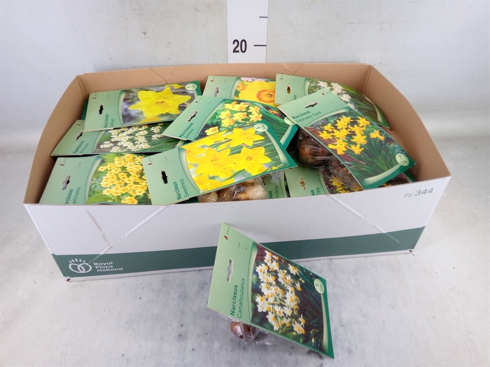 <h4>Narcissus   ...flowerbulbs</h4>