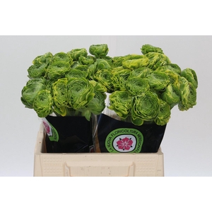 Ranunculus Pon Pon Peterpan