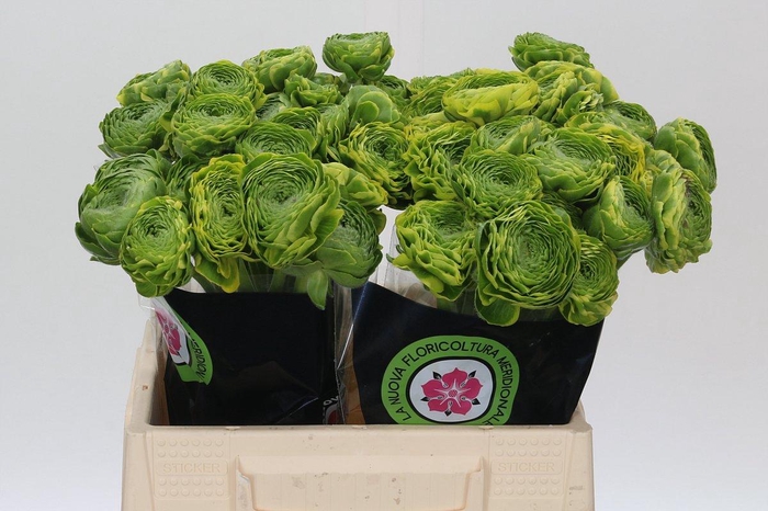 <h4>Ranunculus Pon Pon Peterpan</h4>