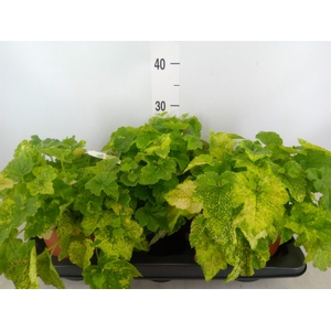 Tolmiea menziesii   ...variegated