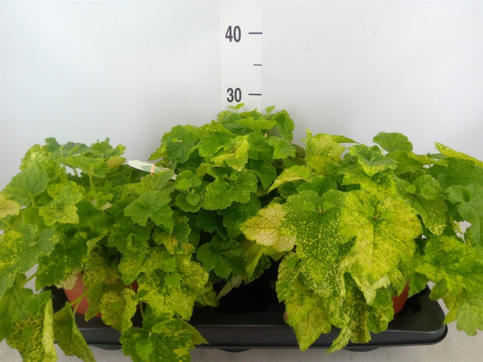 <h4>Tolmiea menziesii   ...variegated</h4>