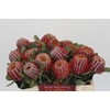 Banksia Coccinea