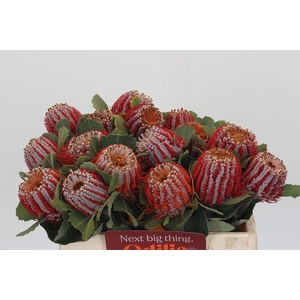 Banksia Coccinea