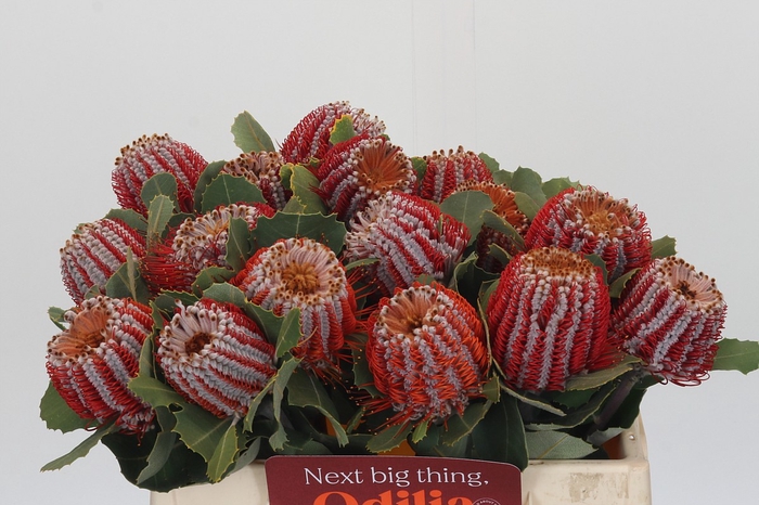 Banksia Coccinea