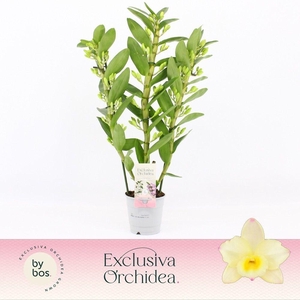 Dendrobium Nobilé, Tweety 3-spike 'Exclusiva Orchidea'