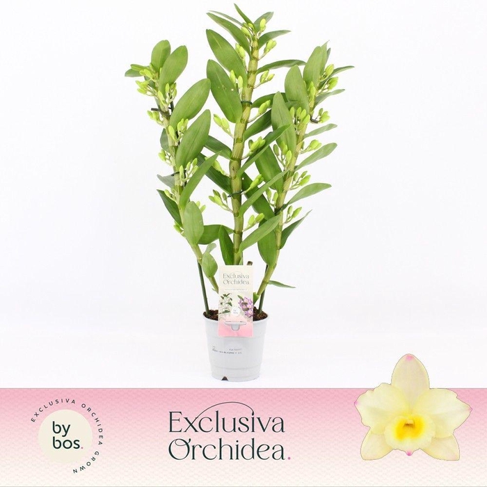 <h4>Dendrobium Nobilé, Tweety 3-spike 'Exclusiva Orchidea'</h4>