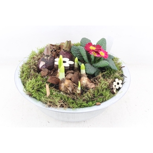 arr4 Primula PL - Zink schaal GRIJS