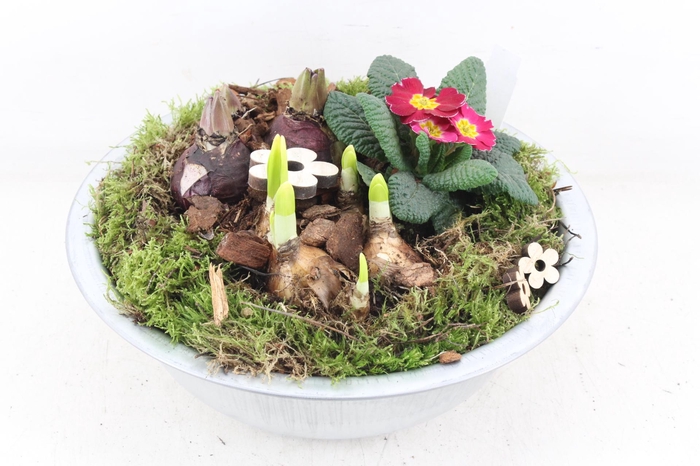 <h4>arr4 Primula PL - Zink schaal GRIJS</h4>