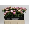 Paeonia Sarah Bernhardt