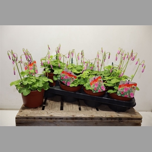Oxalis Bow Amarantha