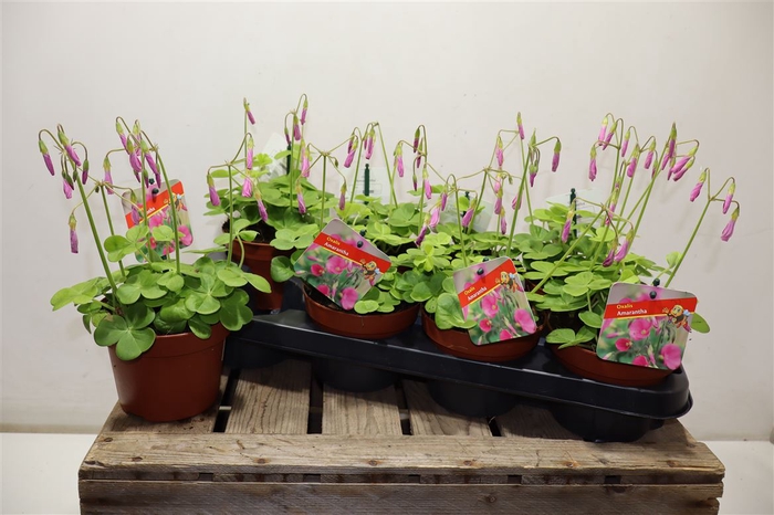 <h4>Oxalis Bow Amarantha</h4>