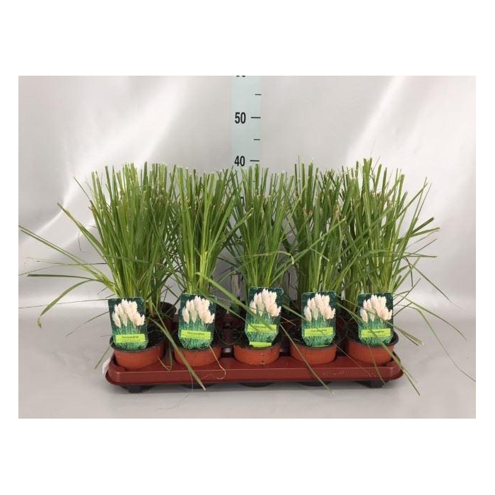 <h4>Cortaderia sell.</h4>