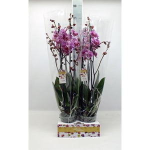 Phalaenopsis   ...lilac
