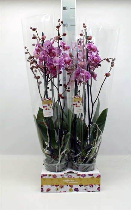 <h4>Phalaenopsis   ...lilac</h4>