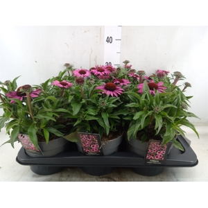 Echinacea   ...
