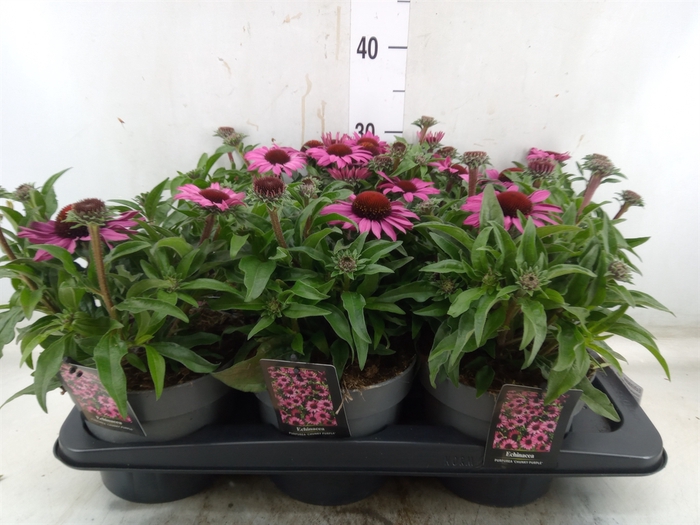 <h4>Echinacea   ...</h4>