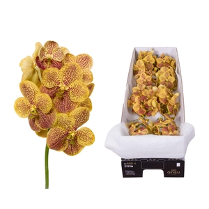 Vanda 8 tak Banana Spots