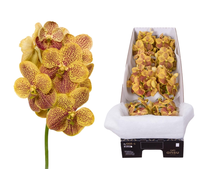 <h4>Vanda 8 tak Banana Spots</h4>