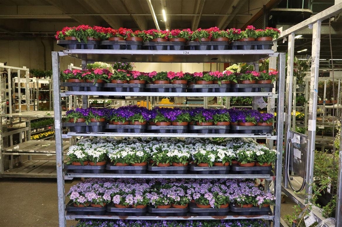 <h4>Verbe Drums 5kl Mixk 1 Klr Per Tray</h4>