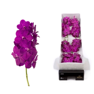 Vanda Rasberry Cerise