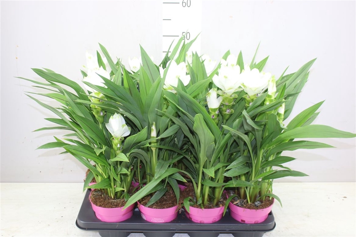 <h4>Curcuma Siam Sisto</h4>