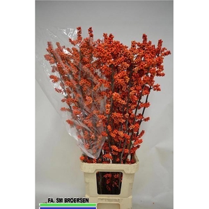 ILEX LA RANGE