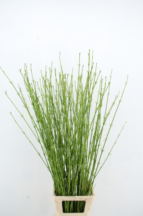 <h4>CORNUS S FLAVIRAMEA</h4>