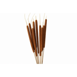 Dried Typha Natural 10pc Bunch
