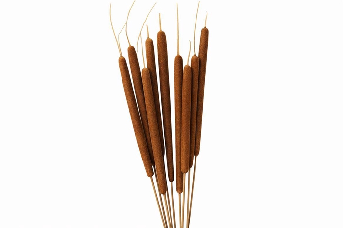 <h4>Dried Typha Natural 10pc Bunch</h4>