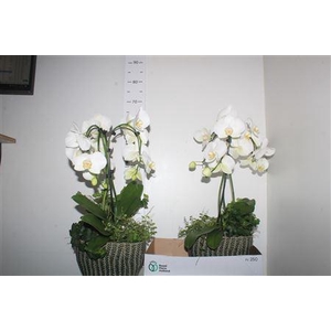 Arr Orchidee Umbrella 3 Tak + Hed/ficu In Keramiek